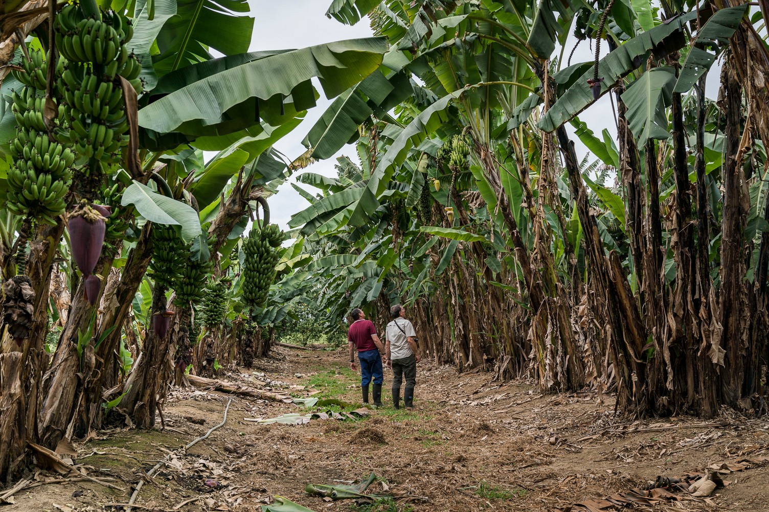 men walking through a banana plantation