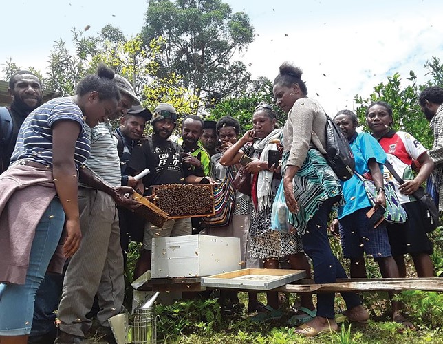 a group of beekeepers surround a hive with lots of bees in Papua New Guinea
