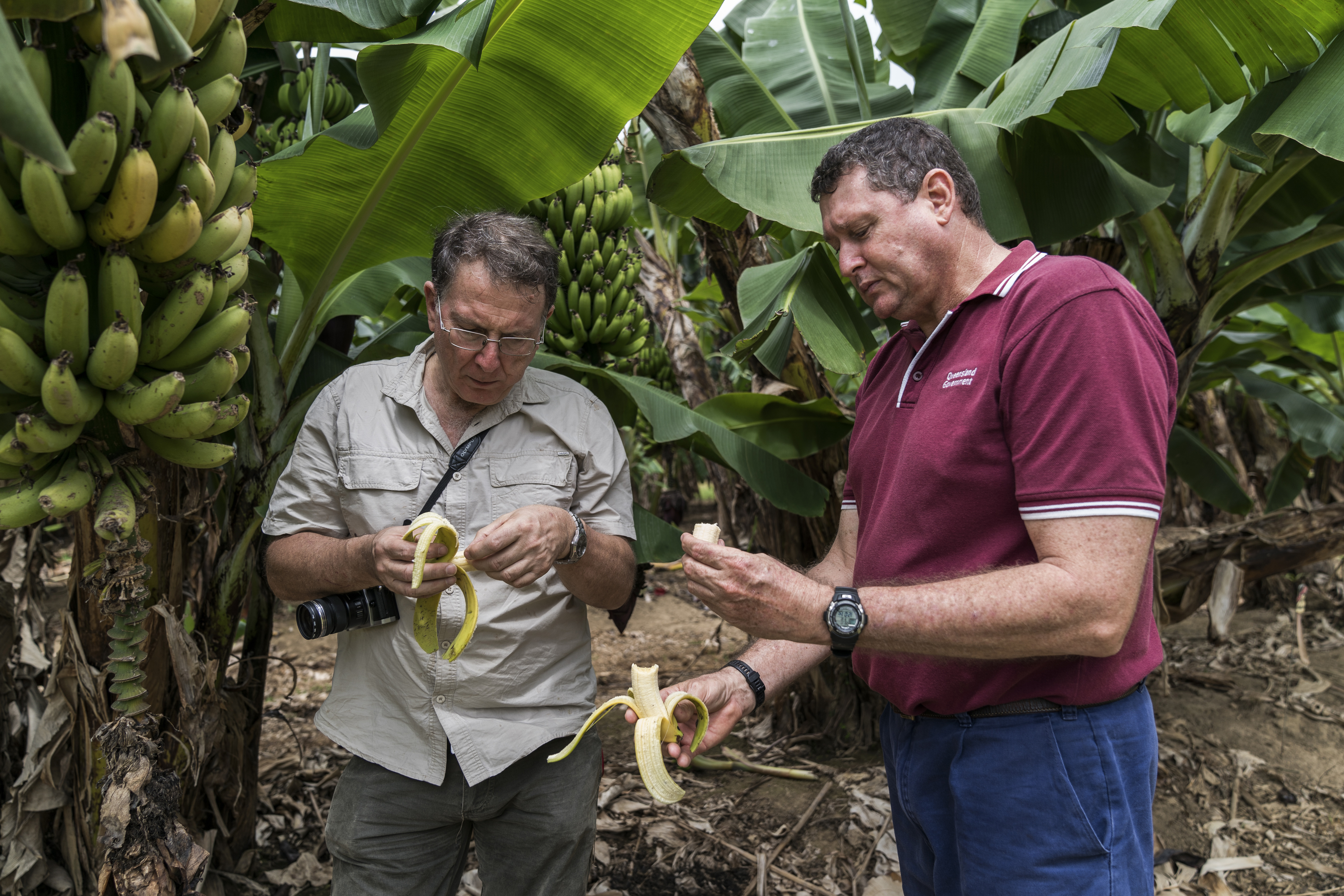 men inspecting bananas in a banana plantation