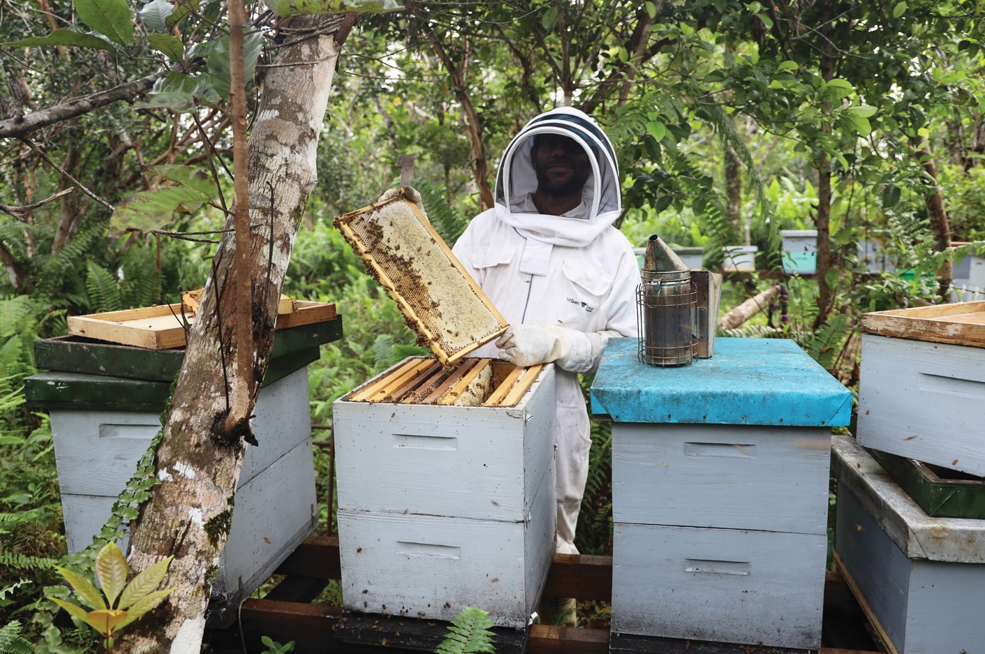 a beekeeper in a suit holding up bees from a hive in Papua New Guinea