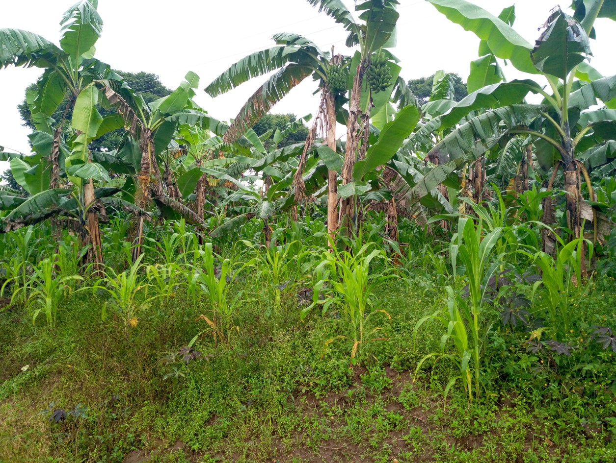 banana trees on a farm