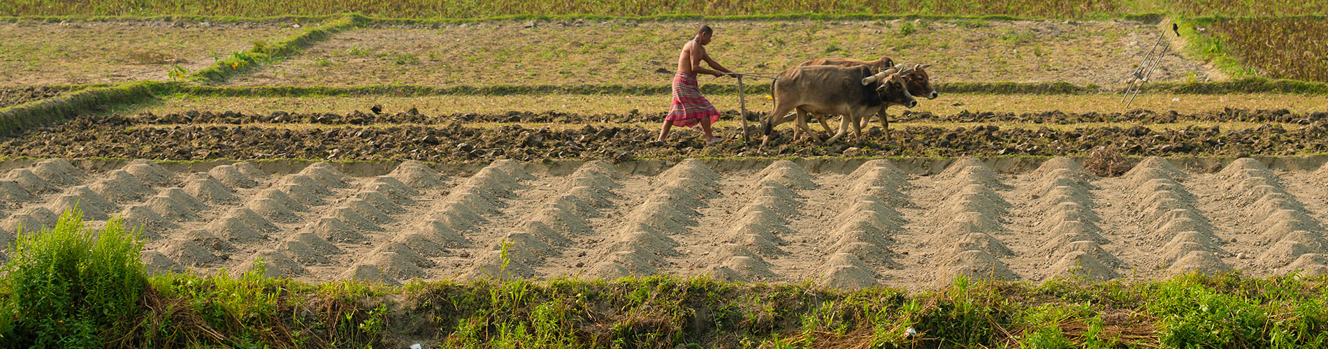a man ploughing a field with live animals