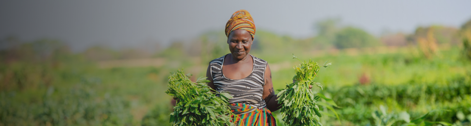 Woman walking through field with bunches of crops in hand