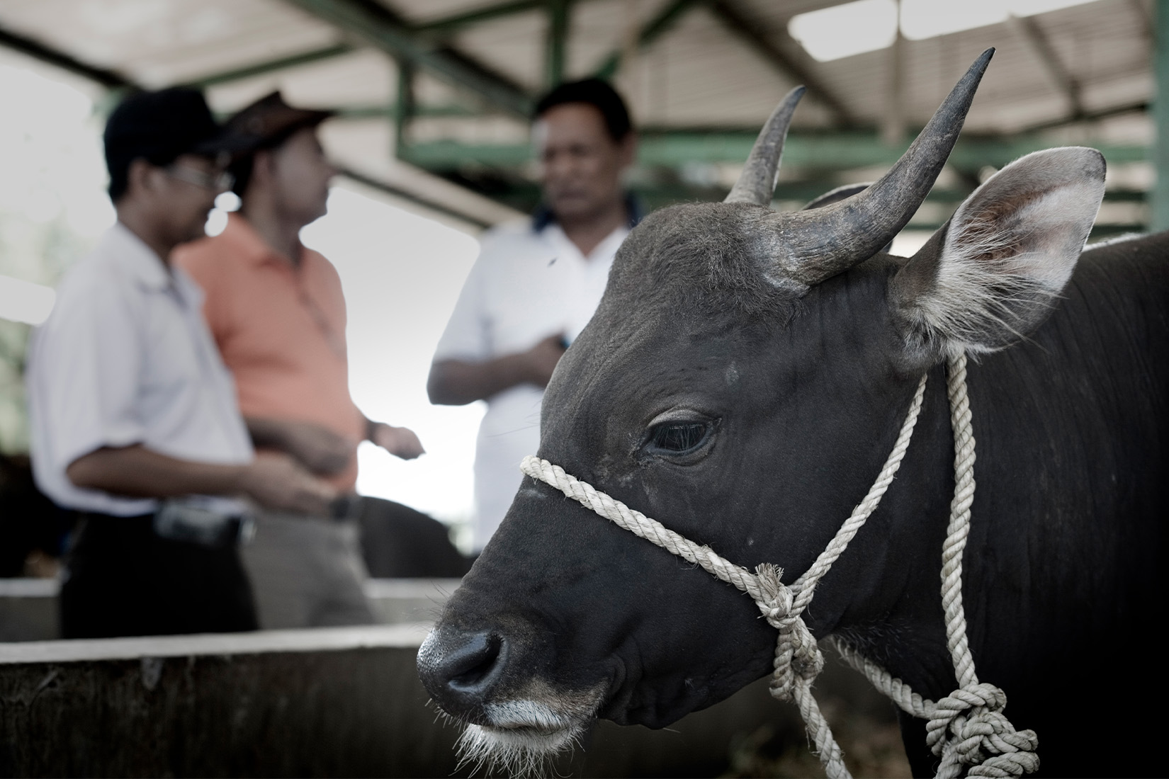 A close up image of a cow in a halter, with three men blurred in the background.