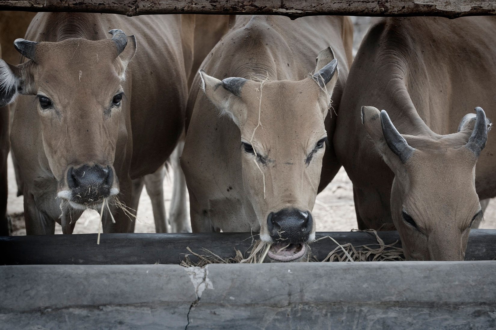 Three brown cows eating hay from a trough.