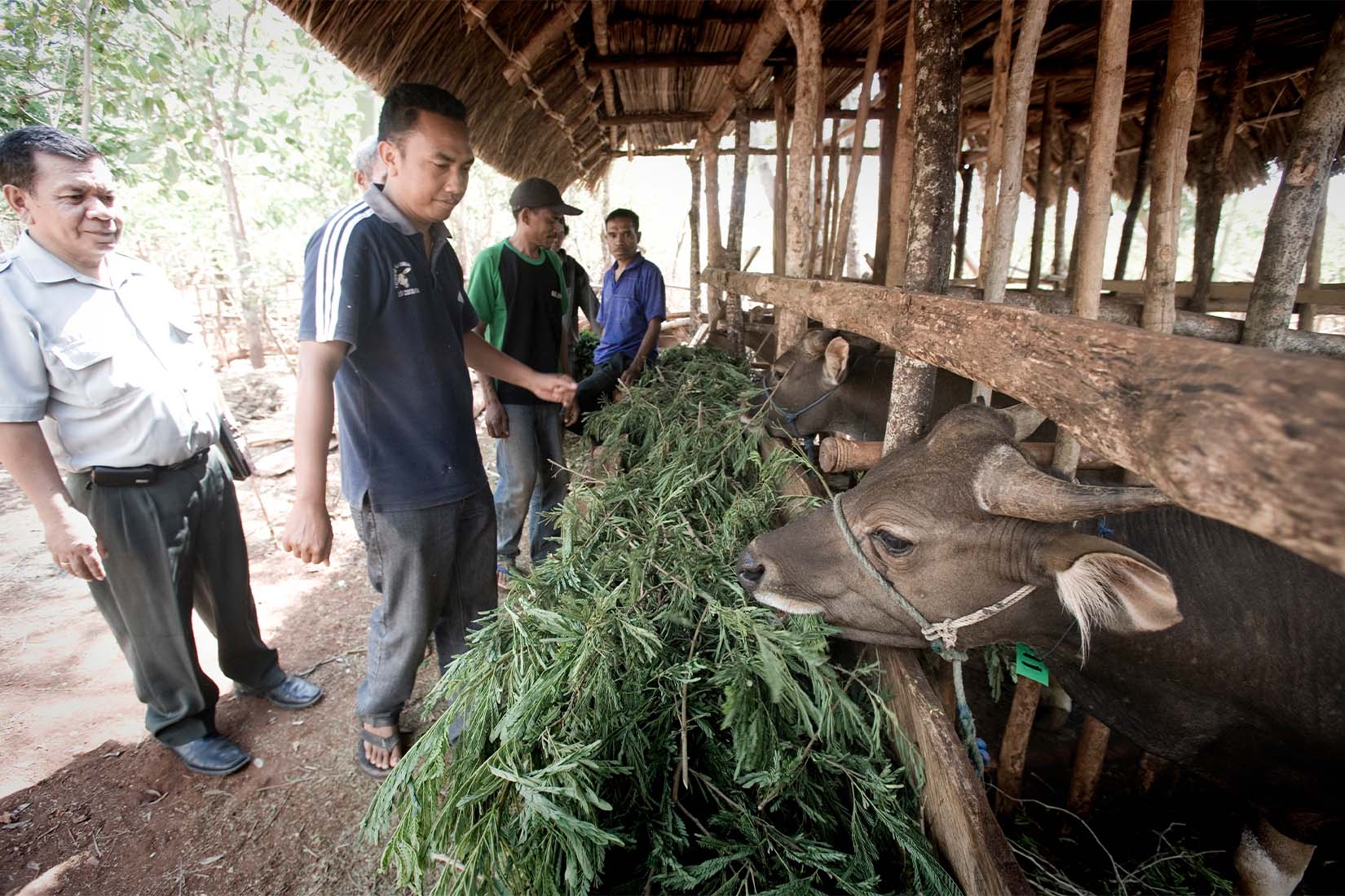 Four men observing a row of cattle in stalls, eating forage.