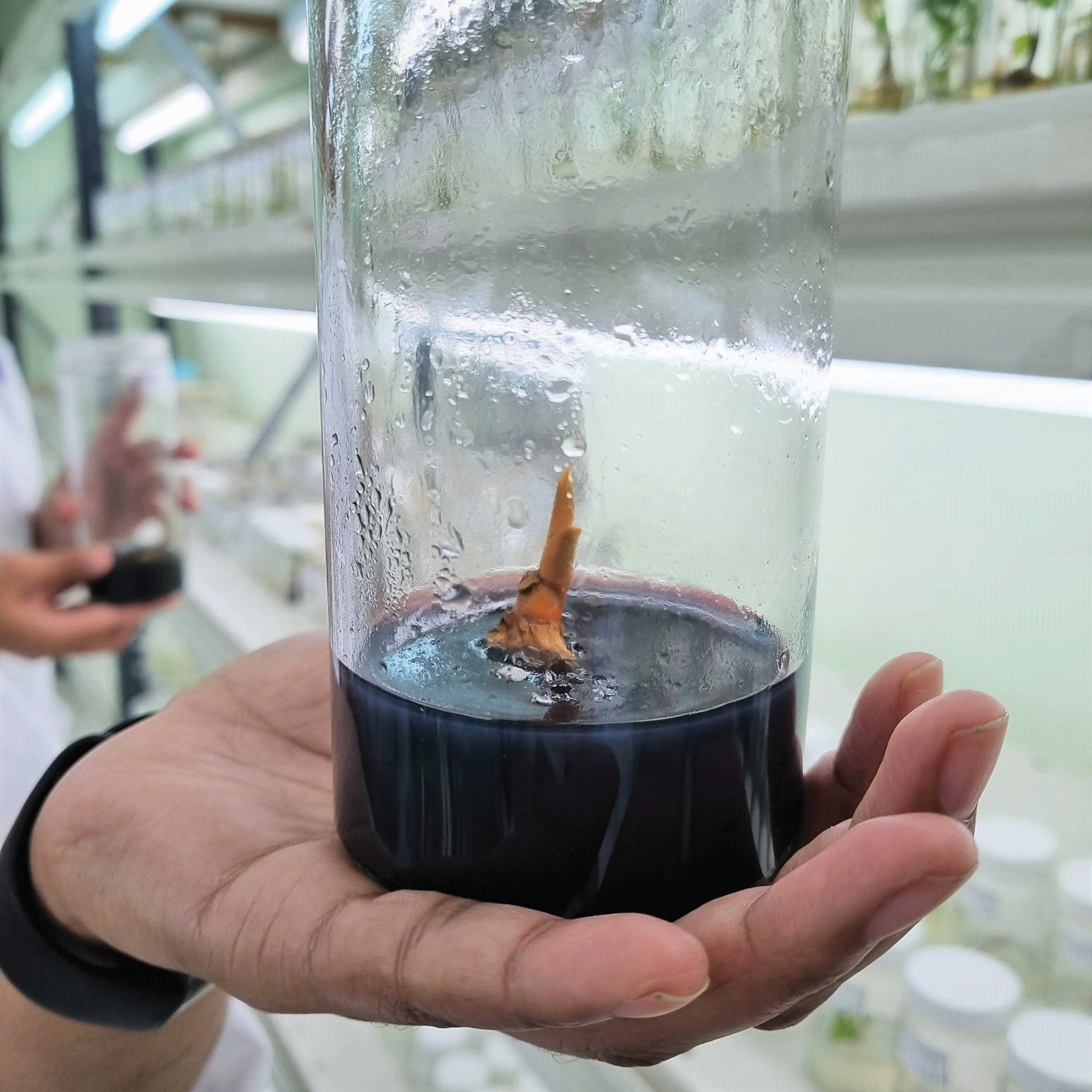 Coconut seedling in tissue culture
