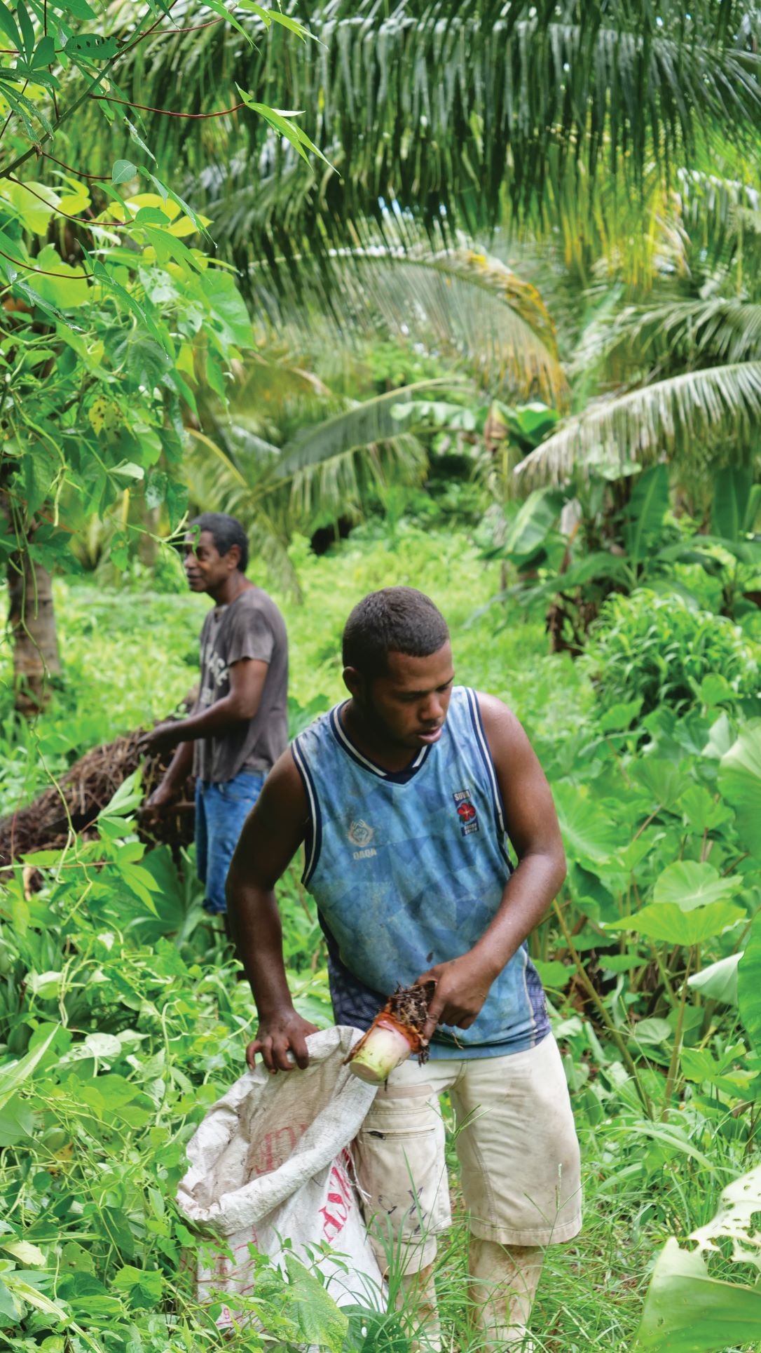 men harvesting crops