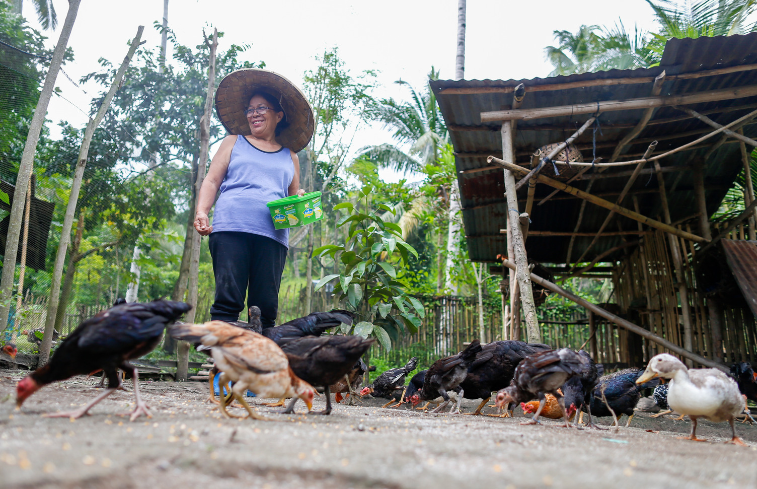 Herminia Moreno feeds their chicken at their farm in the village of Assumption, Koronadal City, Province of South Cotabato, Mindanao, the Philippines.