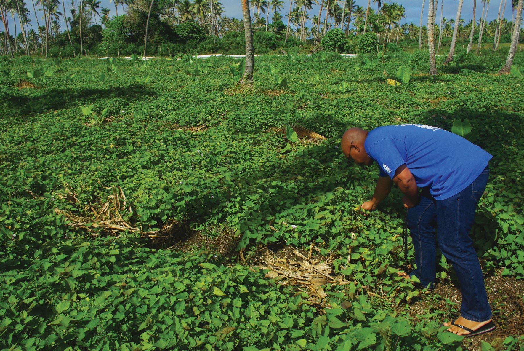 Tonga soils researcher bending down in green field