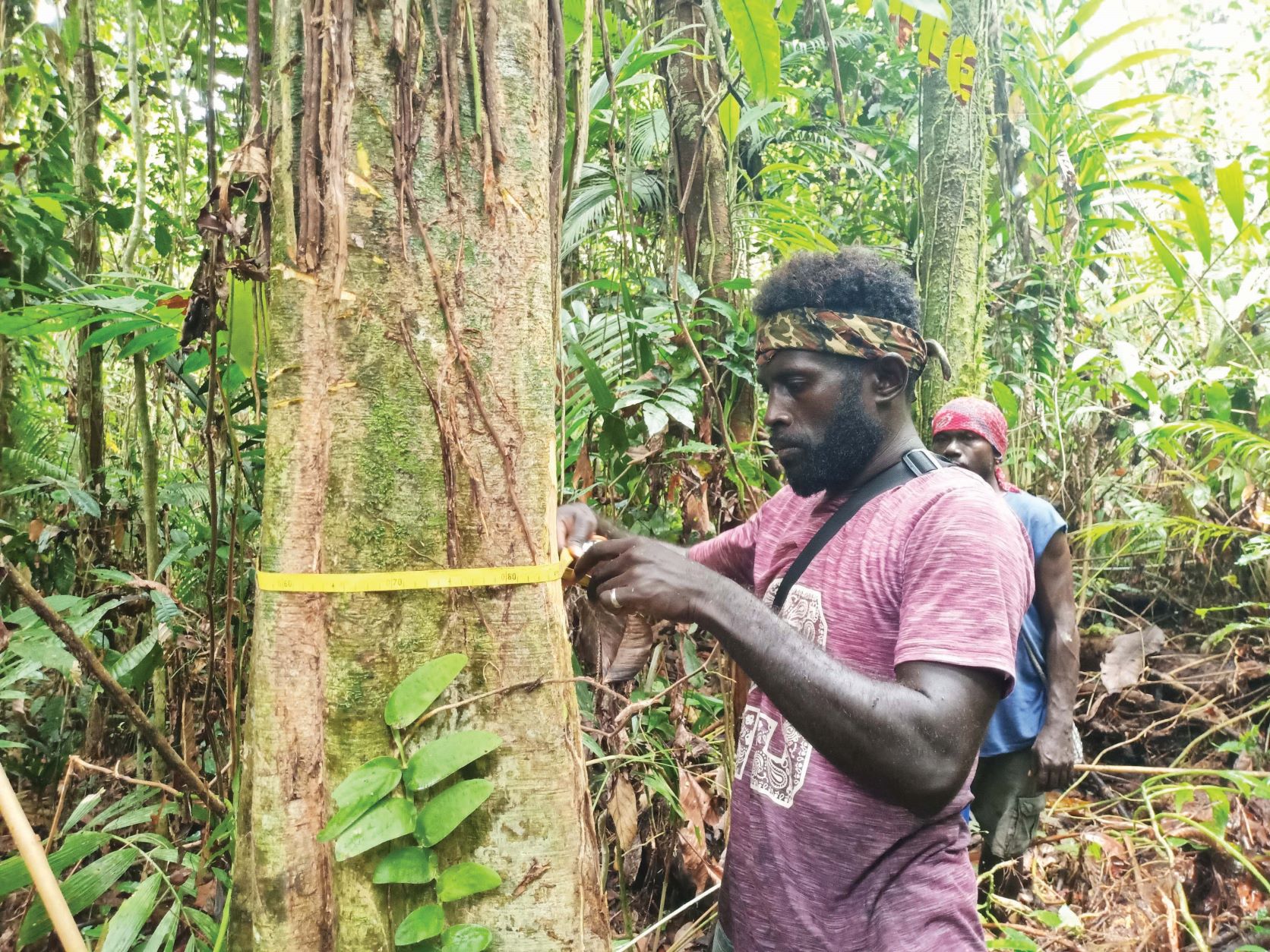 Man measuring a tree