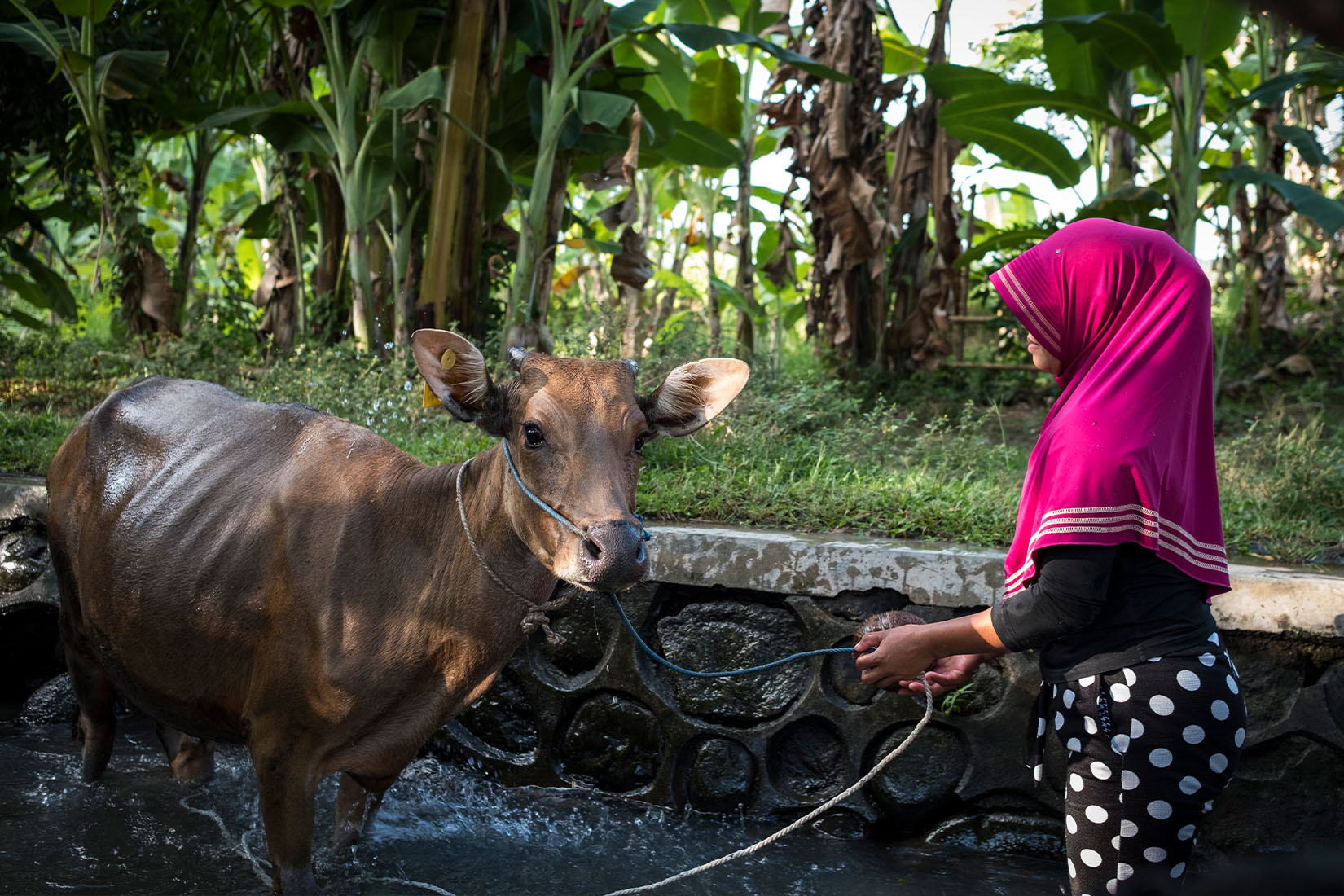 A woman in a pink hijab, holding a rope with a cow tied to the end.