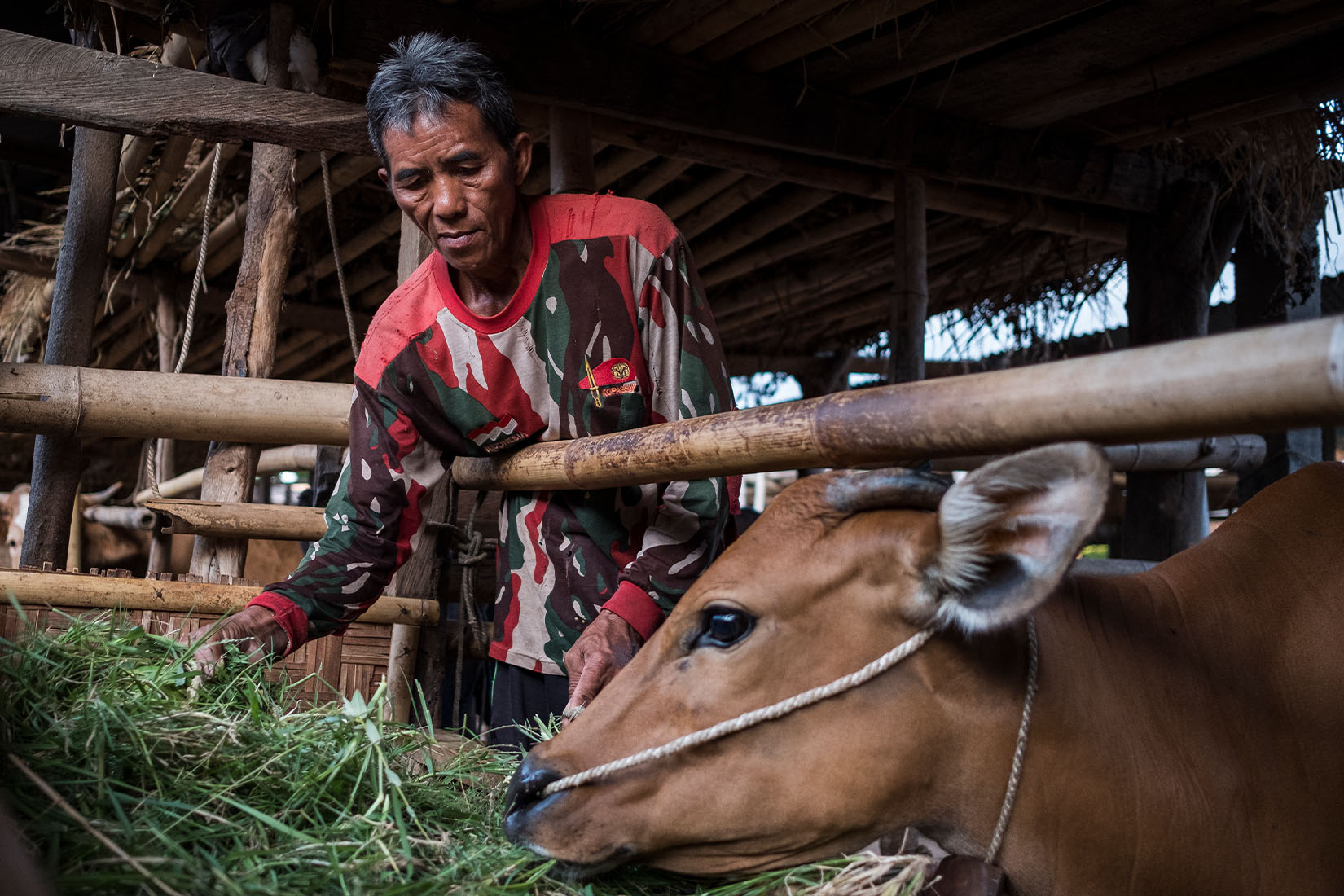 A man feeding grasses to a brown cow.