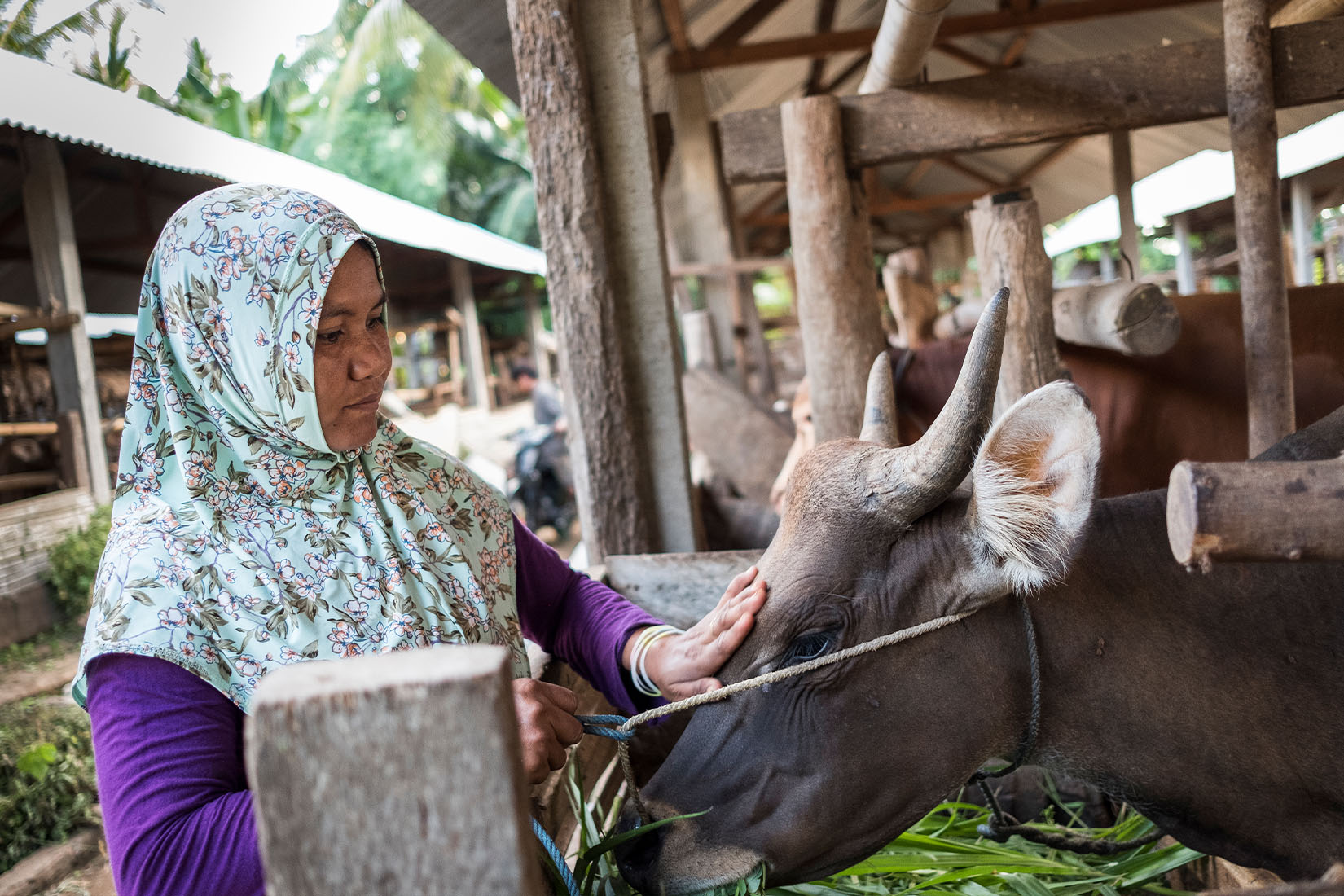 A woman in a floral hijab, patting a brown cow.
