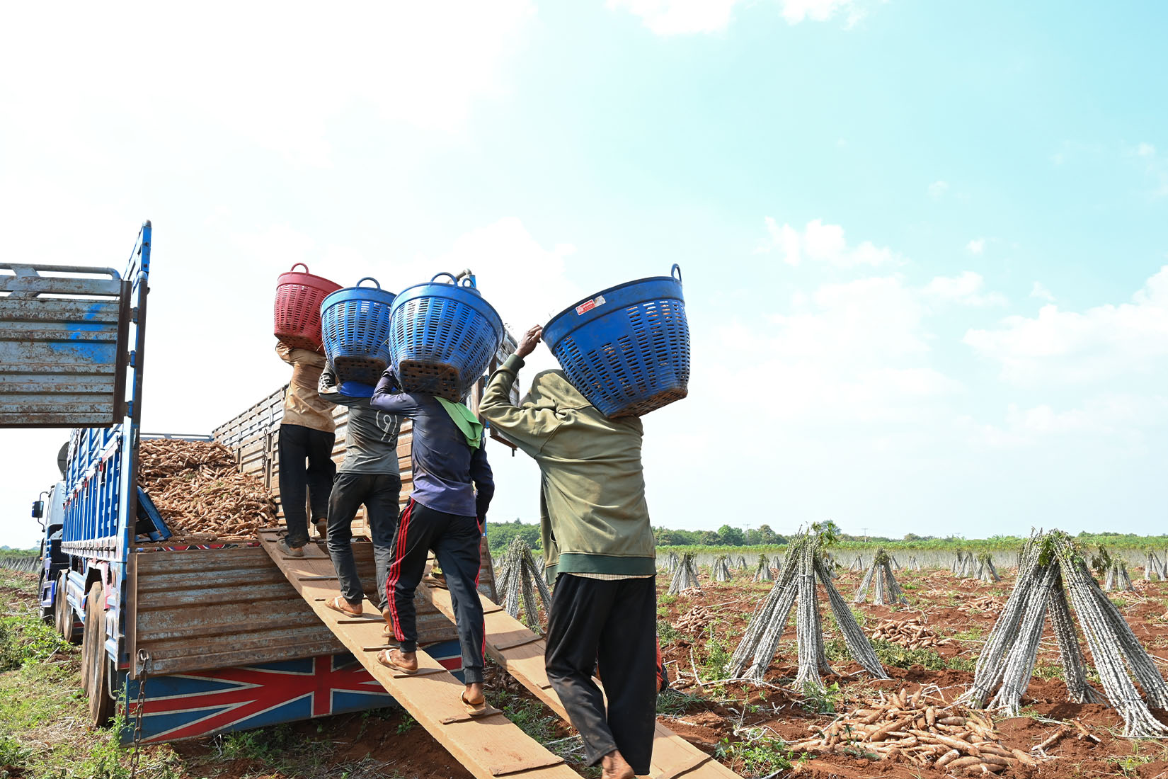 Four men carrying large plastic baskets walking up a ramp into a truck filled with cassava.