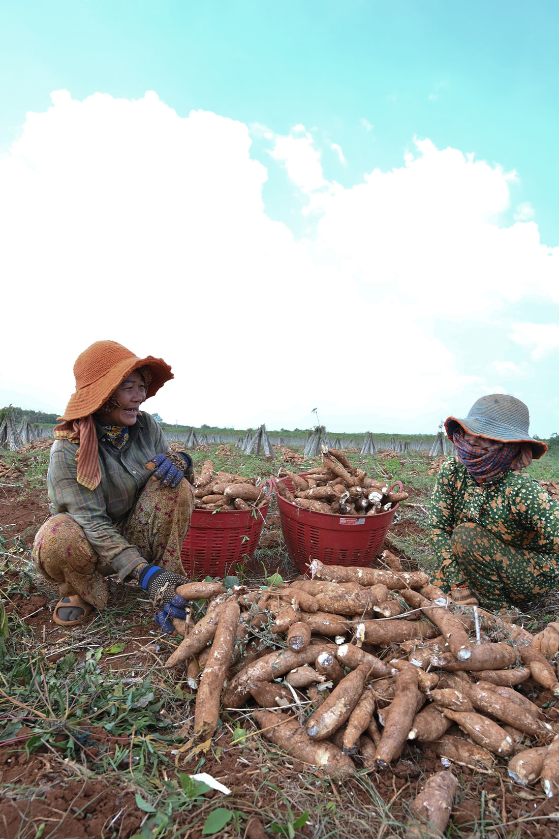 Two women sitting in a field surrounded by freshly harvested cassava.