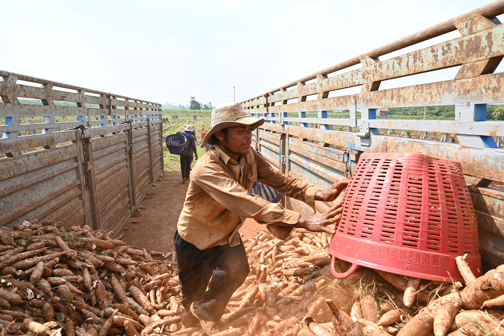 A man emptying a red tub of cassava into a truck filled with cassava.
