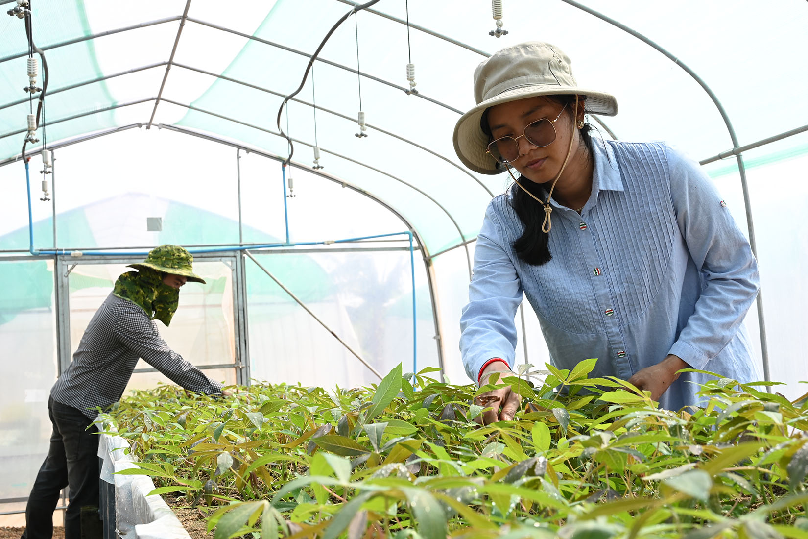 A woman in a hat inspecting seedlings in a protected nursery.