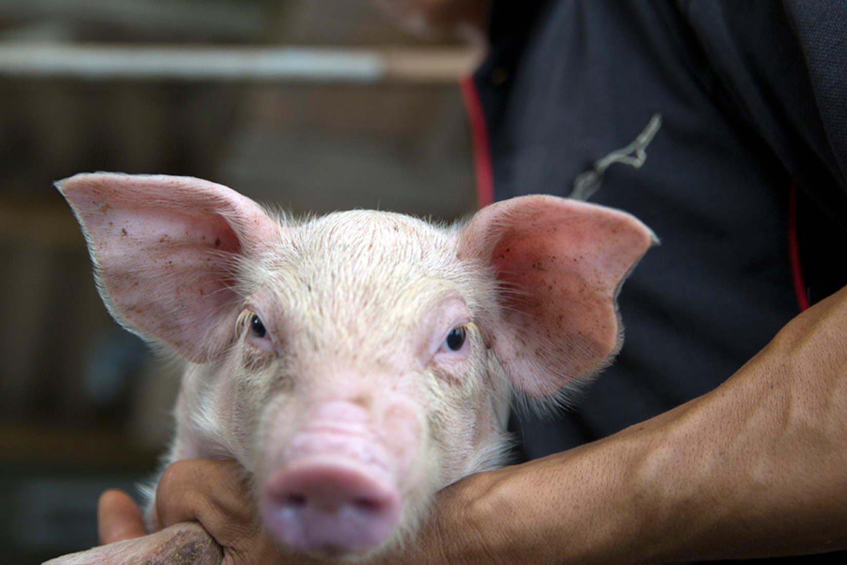 A close up photo of a pig
