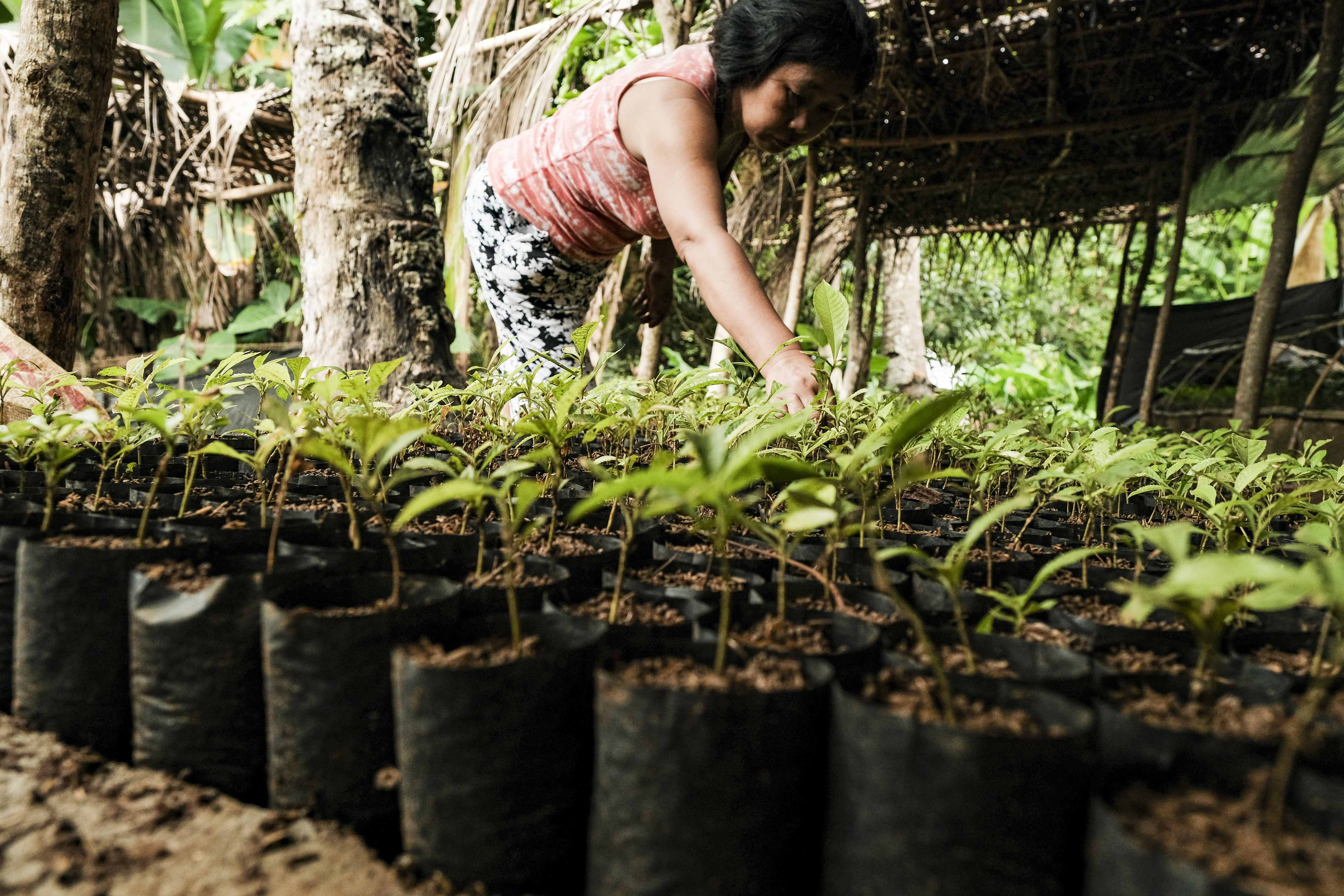 Women tending to seedlings