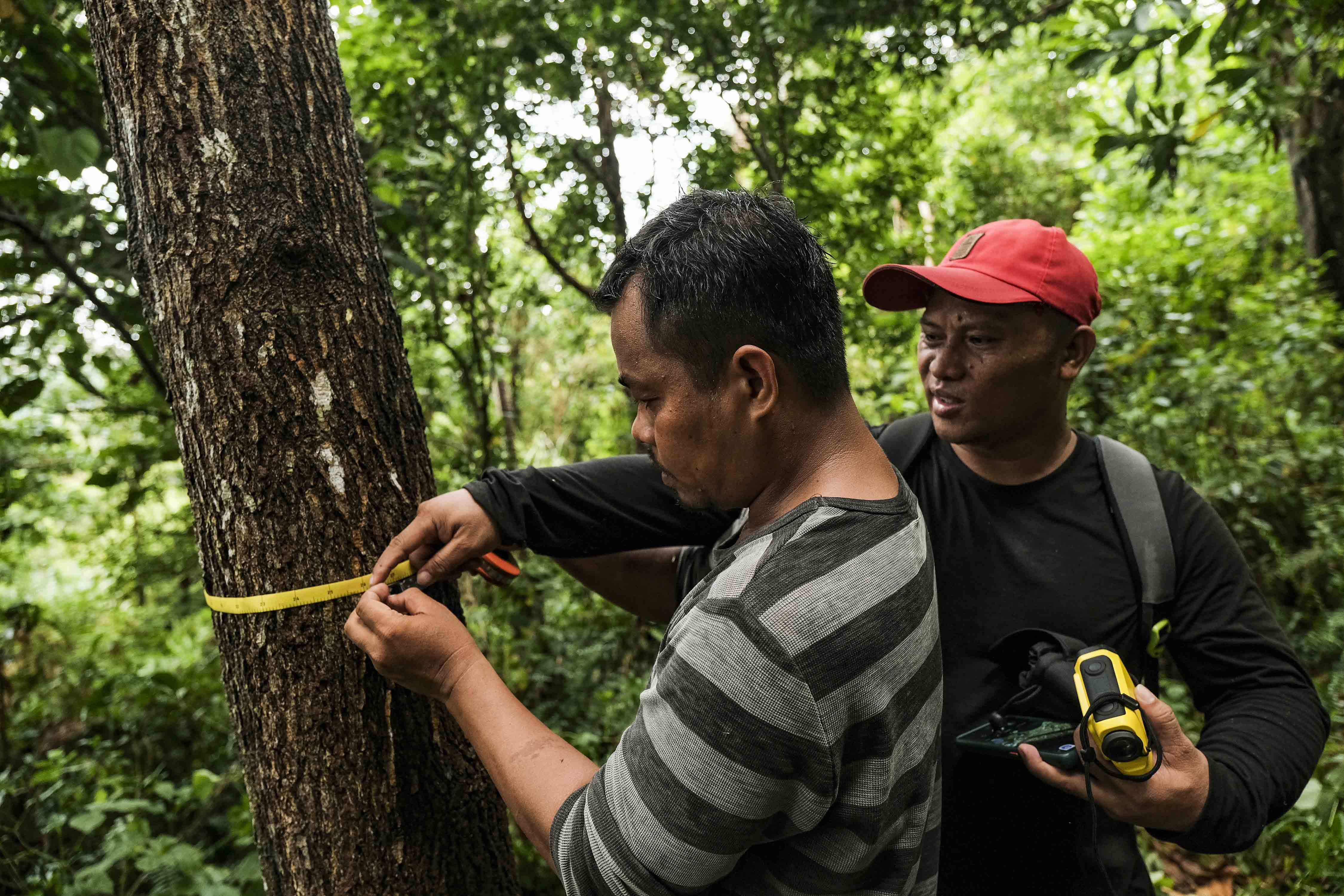 Men measuring circumference of a tree in a forest