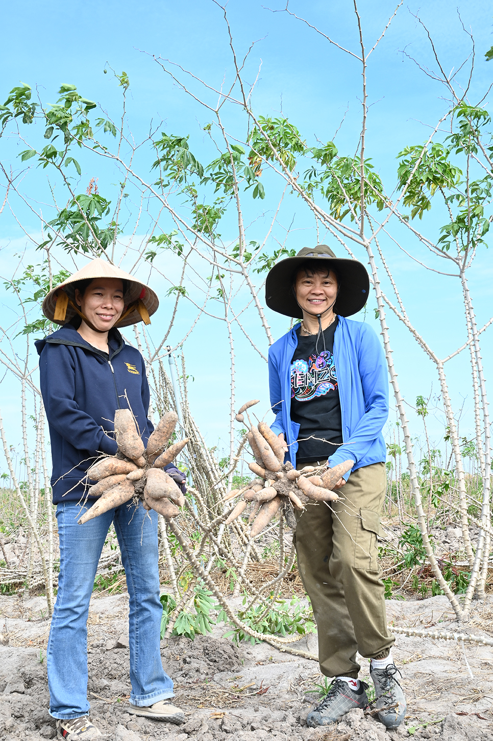 Farmers displaying cassava