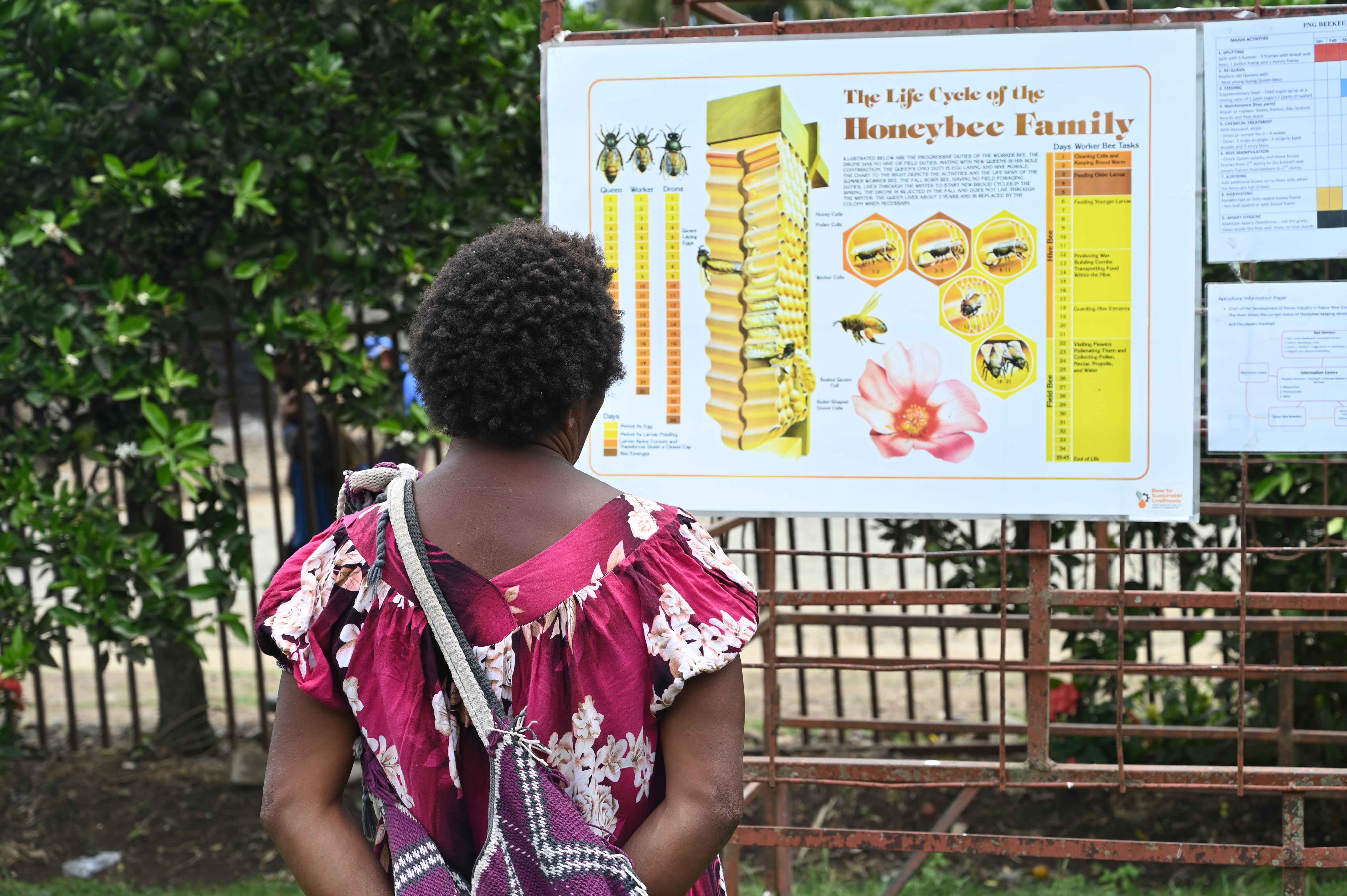 A female beekeeper learns bee life cycle during the training
