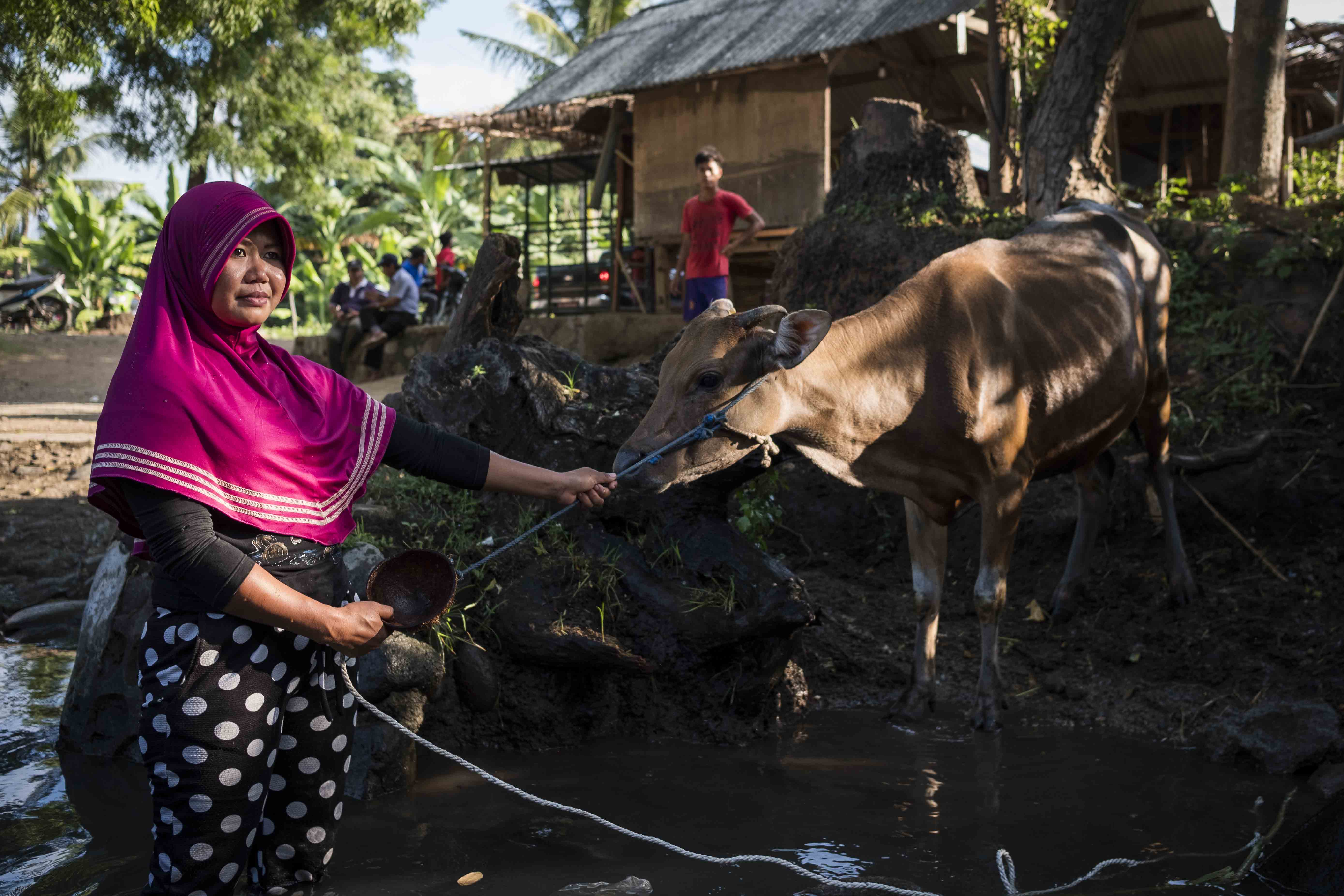 Farmer guiding cow