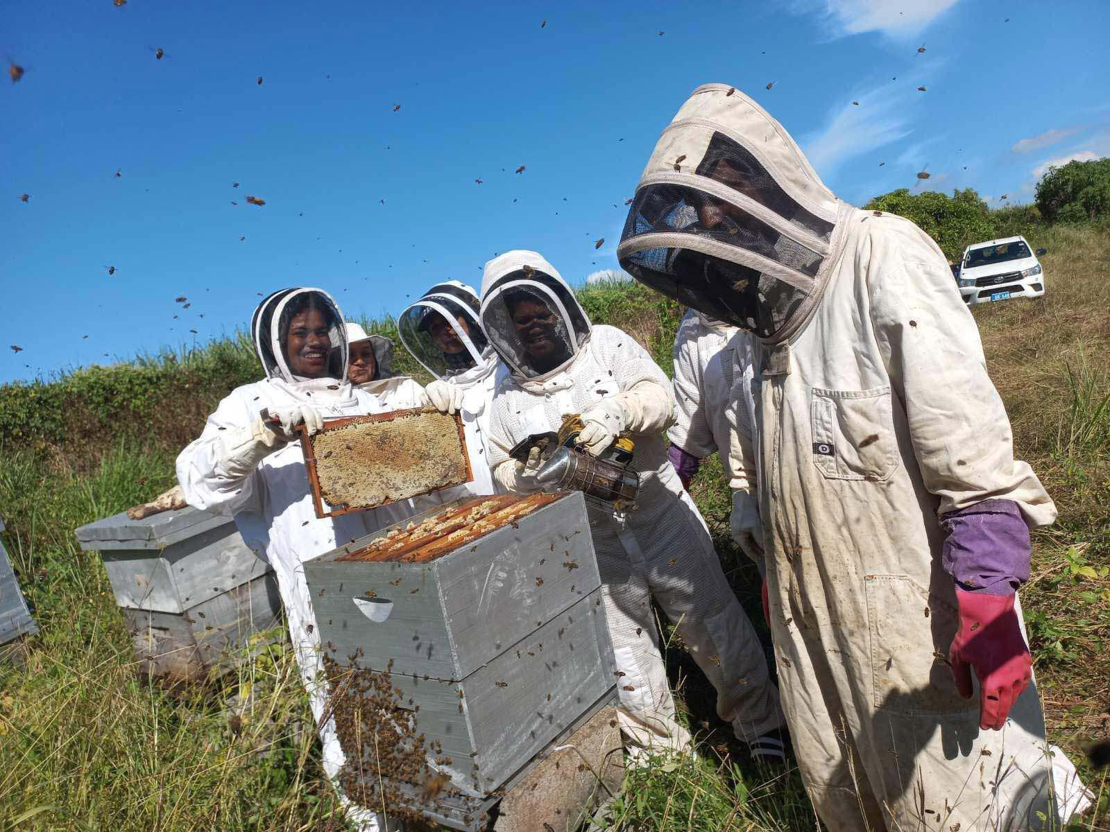 Beekeepers inspecting hive