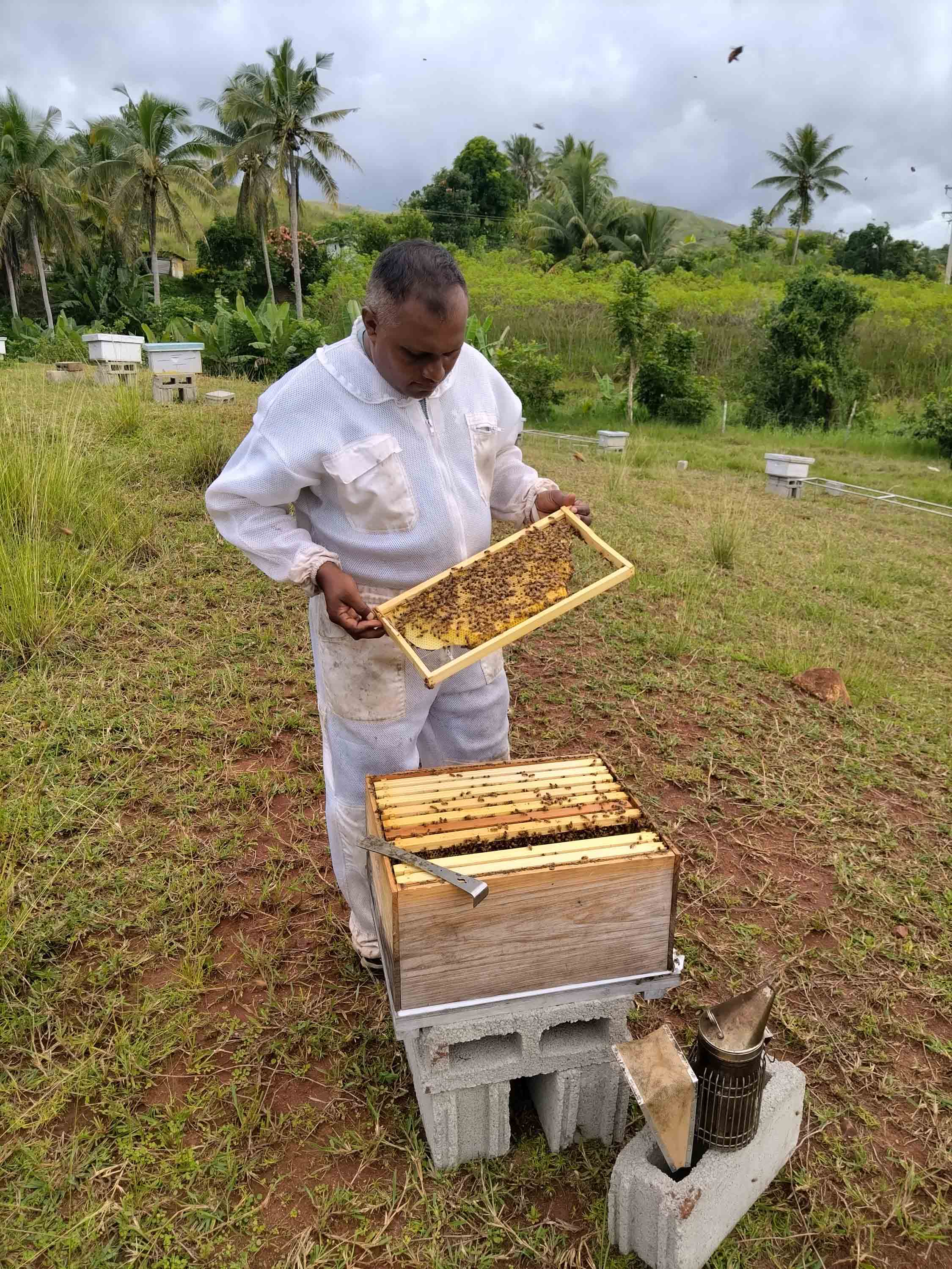 Beekeeper inspecting beehive