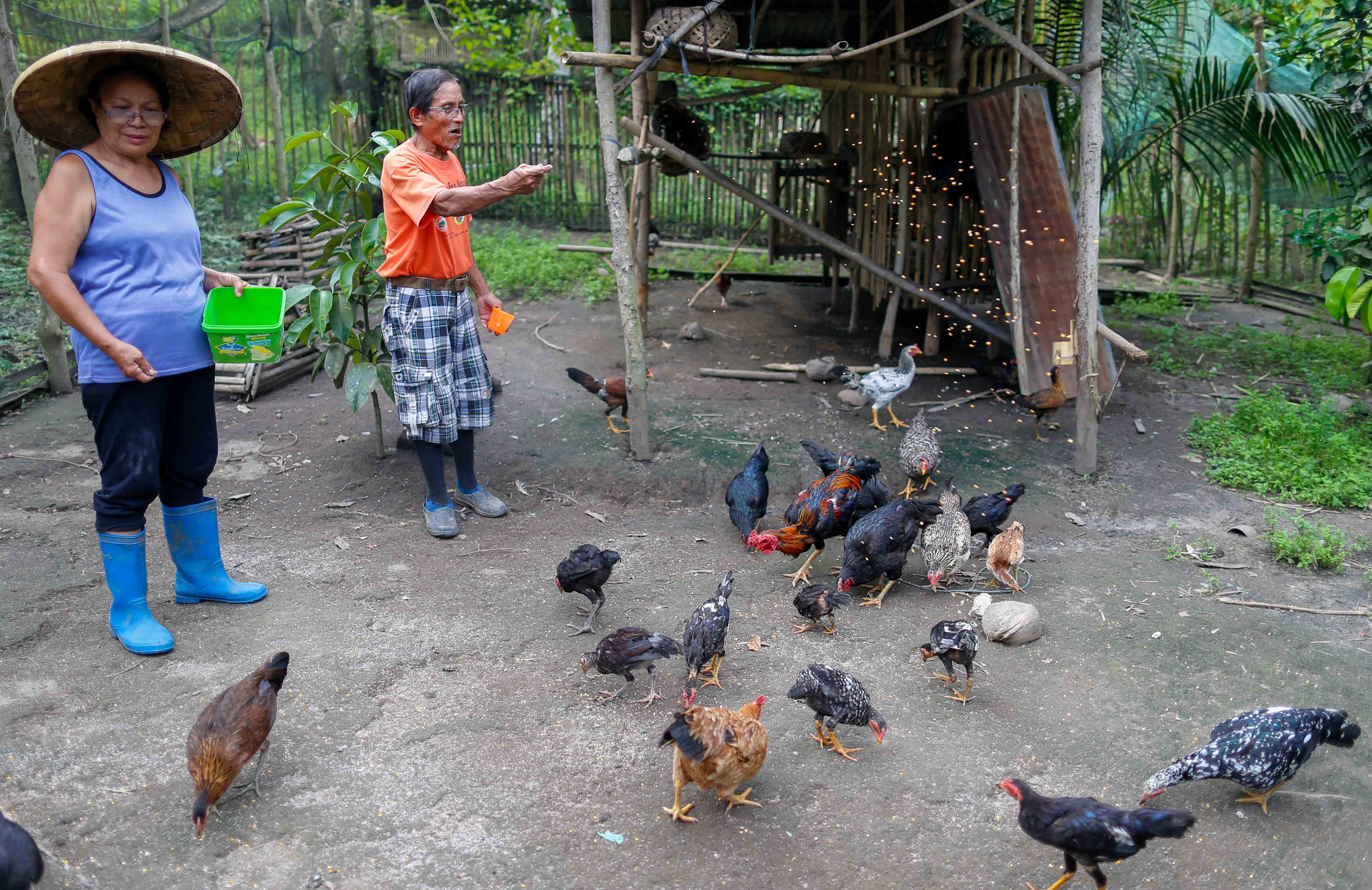 Farmers feeding chickens