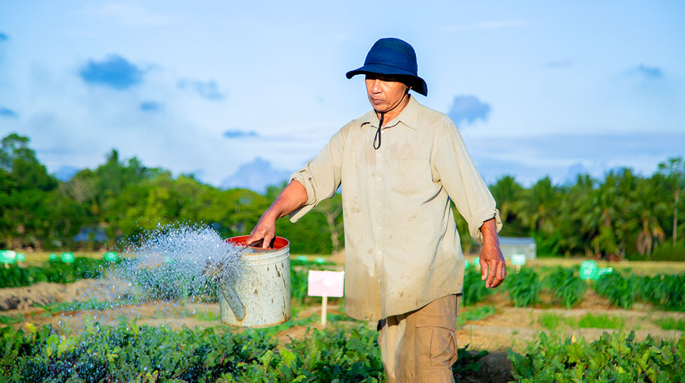 A man using a watering can to water a vegetable garden in Vietnam