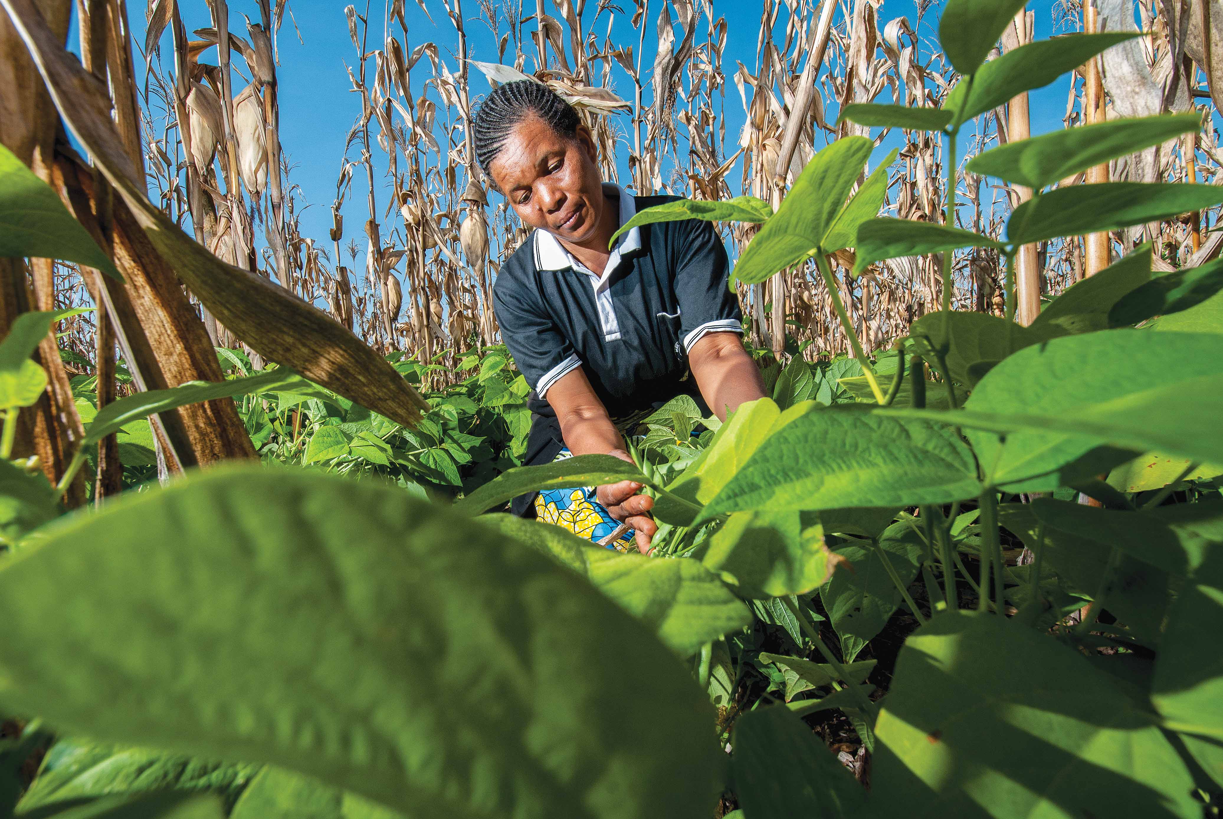 A woman crouching within a crop looking at a plant