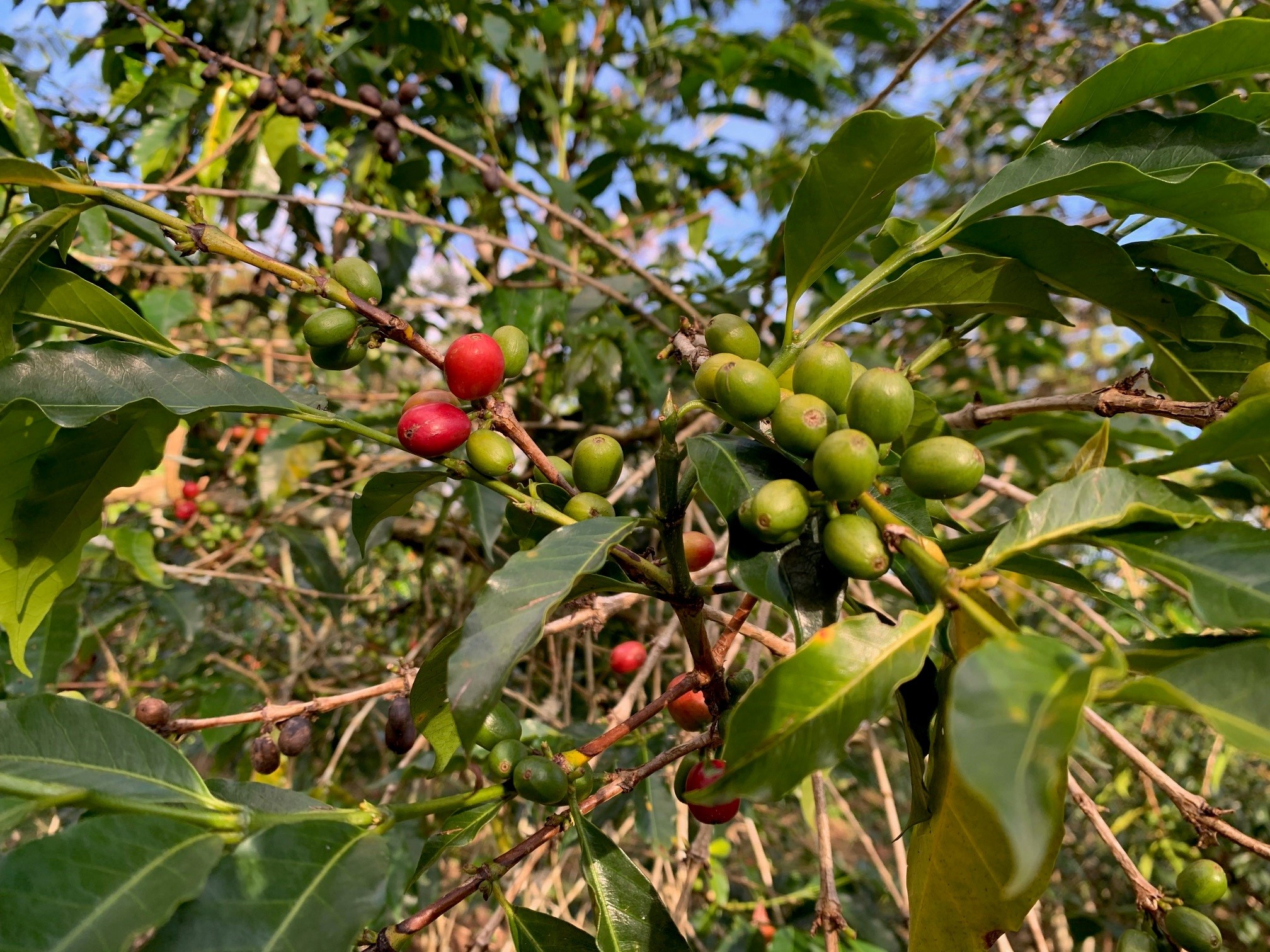 Coffee berries on coffee plant