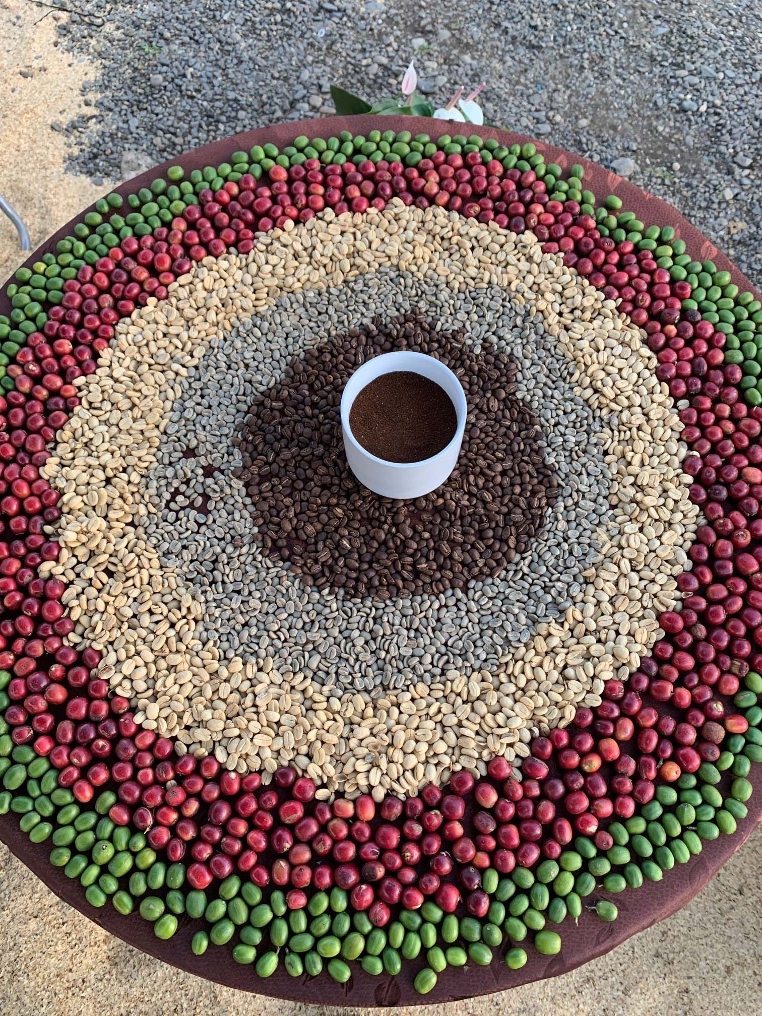 Display of coffee beans through lifecycle