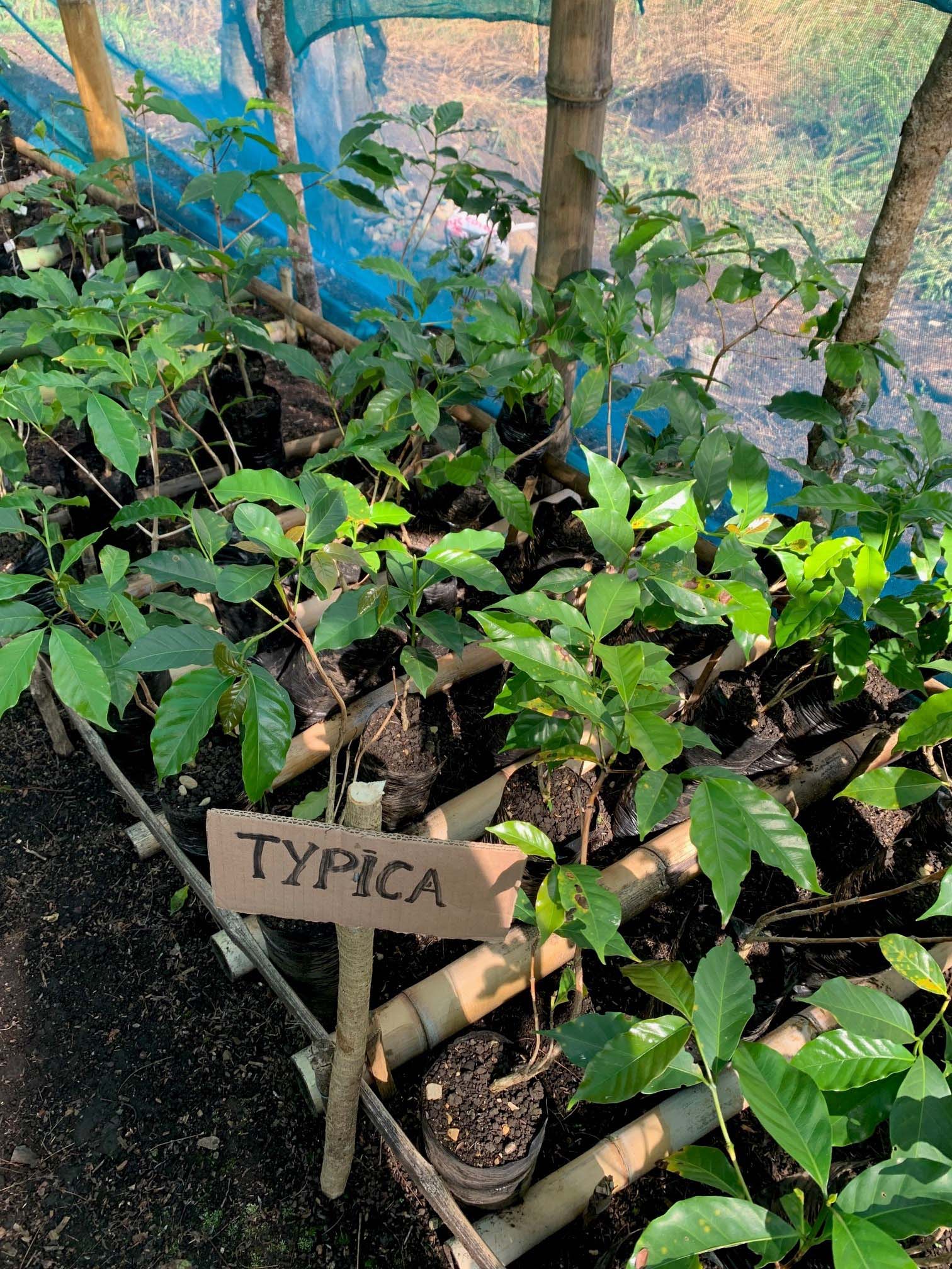 Typica coffee seedlings ready for planting