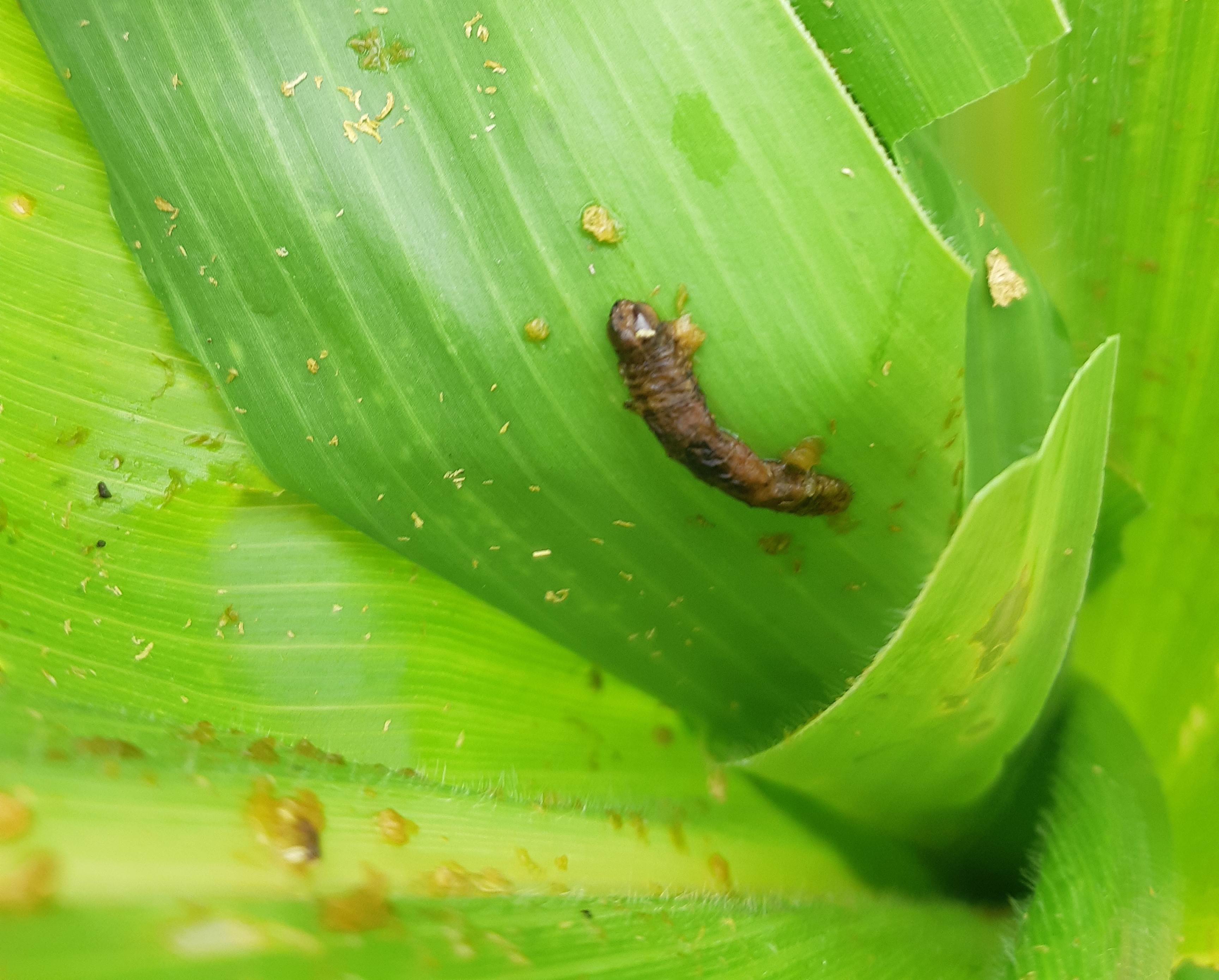 A fall armyworm, killed by biocontrol virus