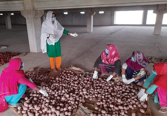 Women farmers sitting on the ground sorting potatoes