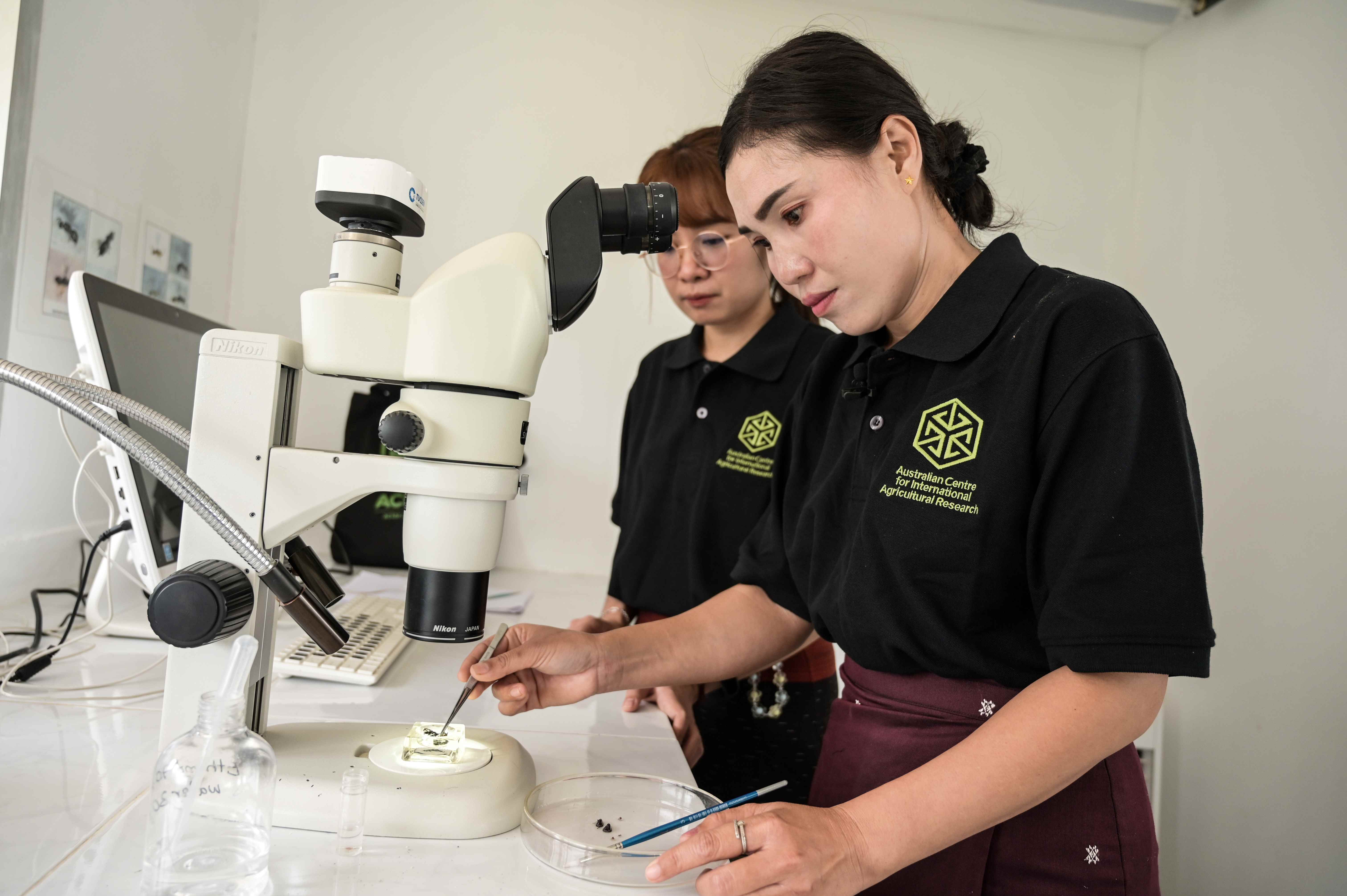 Ms Phonepakay, the youngest member in Laos team, learned procedures for pest identification from her senior colleague.