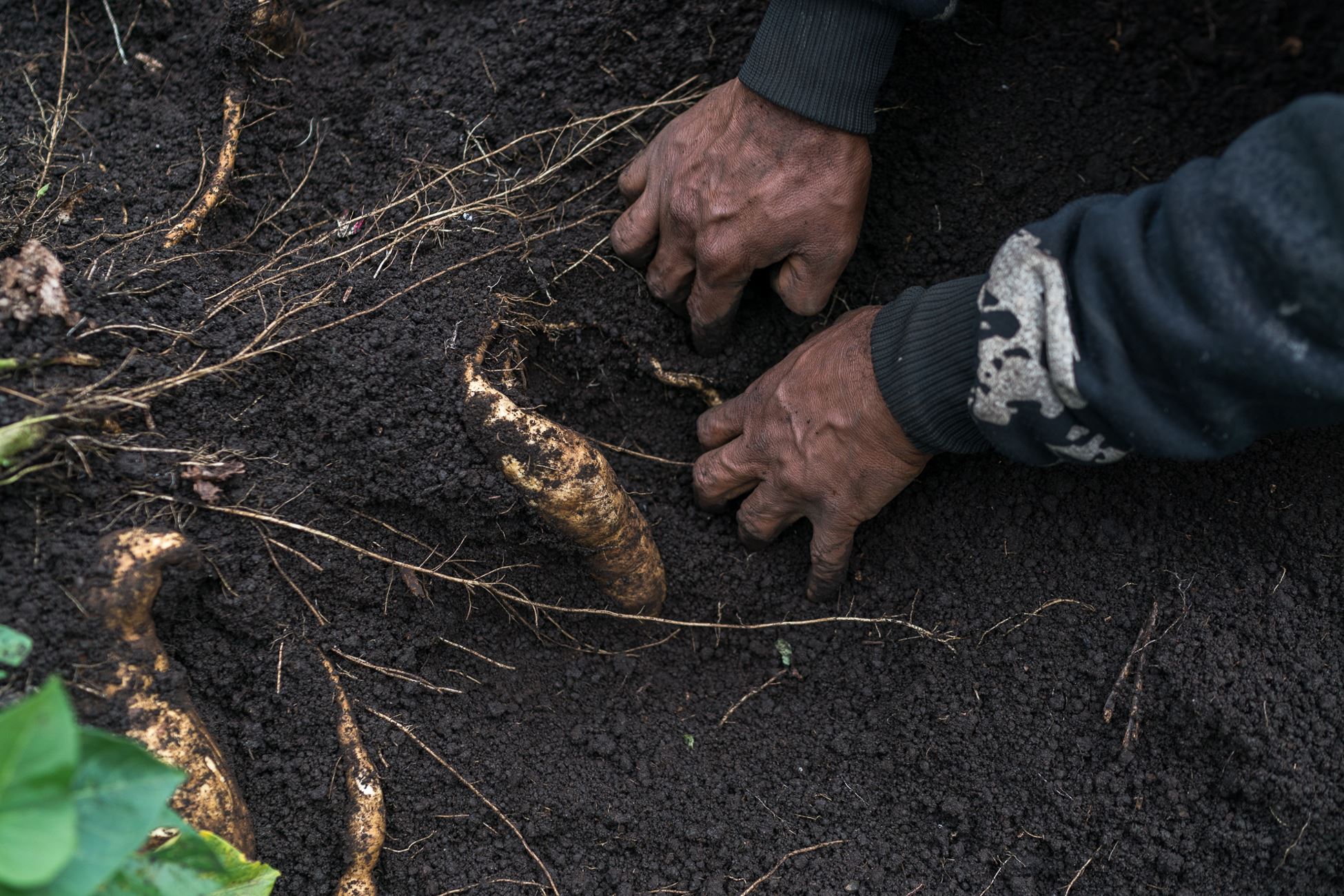 hands in soil 