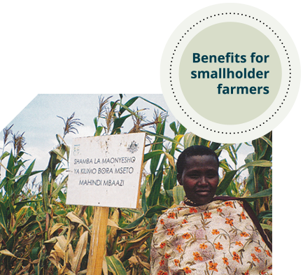 A woman stands in front of a field of very tall corn. She was standing next to a white sign with black lettering. 