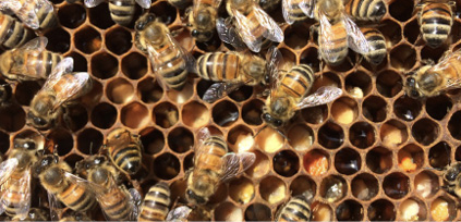 Close-up bee honeycomb with bees on it. 