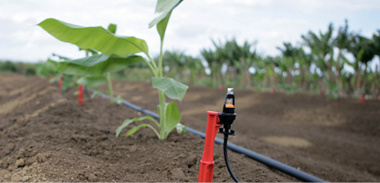 Irrigation spray and hose next to a small plant in a field. 