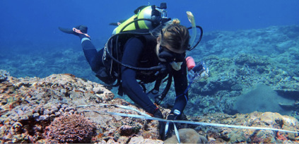 An underwater diver. They are holding tools and are measuring something. 