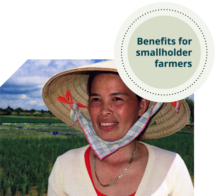 A woman wears a large straw hat secured by a scarf under chin, standing in a field with rice paddies in the background. 