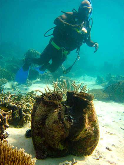 A diver next to a giant clam underwater. 
