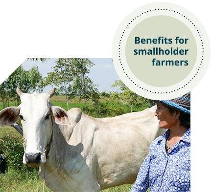 A woman stands next to a white cow. She was wearing a blue and black sun hat and a blue-collared shirt. 