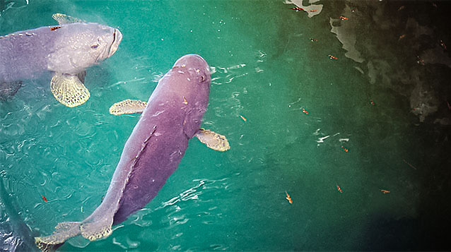 Giant Grouper fish swimming