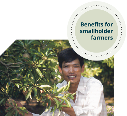 Text says 'benefits for smallholder farmers'. Image shows a man in a white shirt kneeling next to a fruit tree, holding one of the tree branches in his hand. 