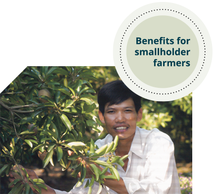 Text says 'benefits for smallholder farmers'. Image shows a man in a white shirt kneeling next to a fruit tree, holding one of the tree branches in his hand. 